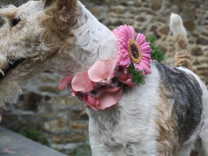 Fox-terrier et collier de fleurs