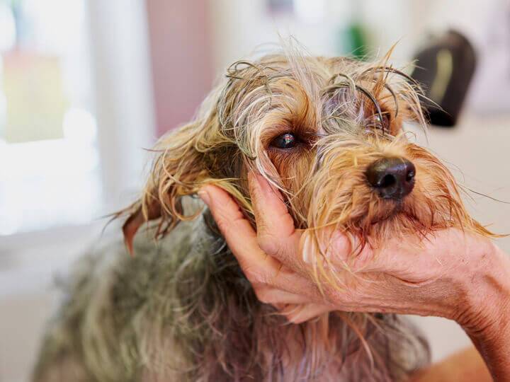 Le massage canin et bien-être du chien